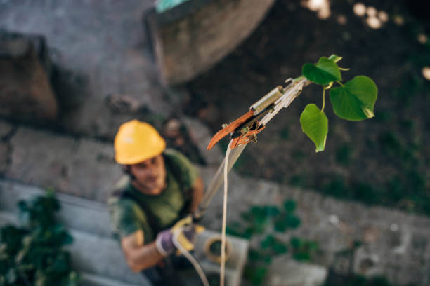 Best Tree Pruning Services  in Porterville, CA